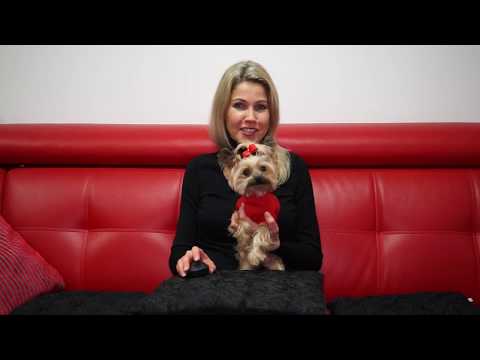 Видео: Простые правила дрессировки Йорка. Наши результаты.