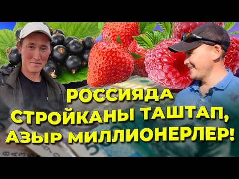 Видео: 1 кг 250 сомдон сатып, жакшы КИРЕШЕ тапкан достор!