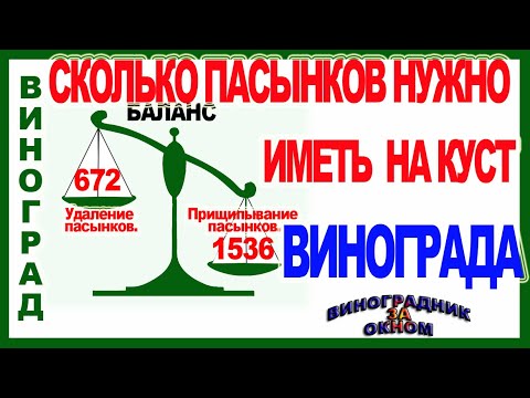 Видео: 🍇 Обязательно подсчитайте! Зачем 1000 пассынков на кусте винограда!  Сколько пасынков нужно на куст?