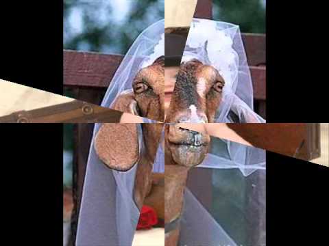 Видео: Радио Ваня Пучеглазая Коза..wmv