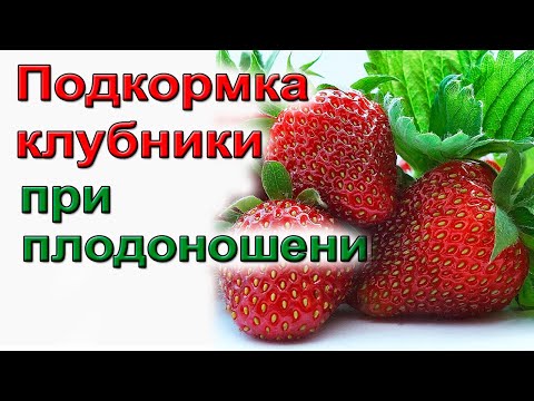 Видео: Клубника. Обязательные подкормки при цветении и плодоношении.