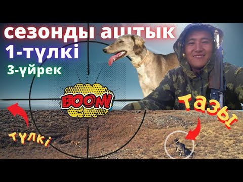 Видео: Тазылармен күзгі аңшылық үйрекке. Ходовая охота на утку.