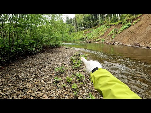Видео: Тут водится Sakura Masu. Получится поймать?