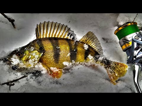 Видео: Больной Рыбалкой пошел на речку первого января 2023! Окунь на спиннинг зимой!