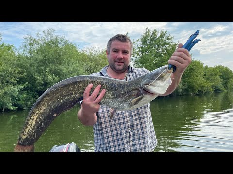 Видео: Ловля сома на Горині 2023 !!! Неочікуваний трофей на мілині! Рибалка на р.Горинь