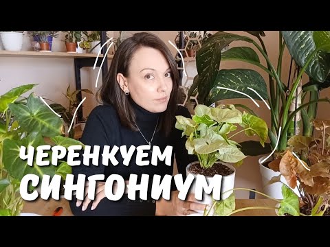 Видео: Сингониум размножение! Справиться даже новичок! #сингониум