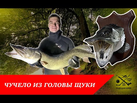Видео: Чучело из головы щуки. Трофей на подводной охоте.