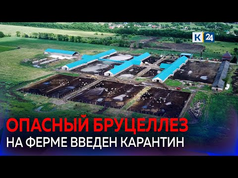 Видео: Обнаружен лейкоз и бруцеллез: карантин ввели в двух районах Кубани