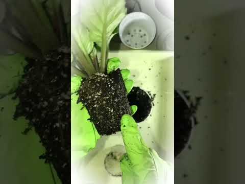 Видео: Пересадка омолоджених фіалок в більші горщики🌱🌱🌱🌸🌸🌸