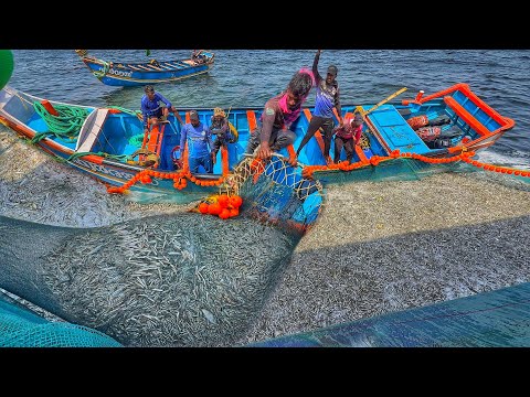 Видео: Когда в море выловили кроры рыбы | Самый большой улов рыбы в истории Кералы | Миллионы пойманных ...