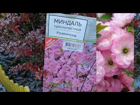 Видео: КАК СОХРАНИТЬ МИНДАЛЬ ТРЕХЛОПОСТНОЙ ( РОЗЕНМУНД) В ЗИМУ? СИБИРЬ.