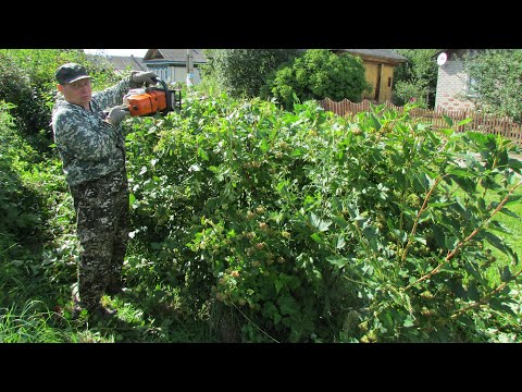 Видео: Превращаем бензопилу в кусторез