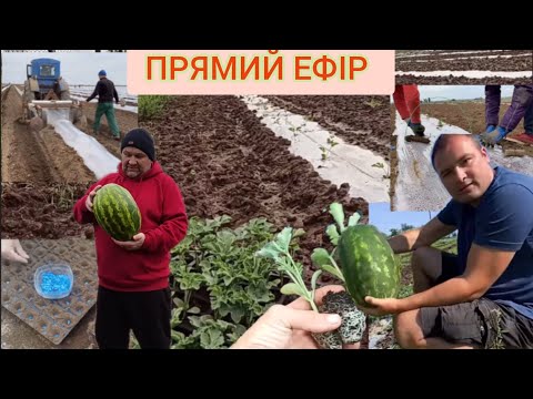 Видео: Вирощування КАВУНА 🍉 ВІД А ДО Я ... ПРЯМИЙ ЕФІР З АГРОНОМ