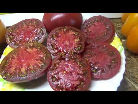 Видео: Томат Варшава. От этих "ШОКОЛАДНЫХ" помидор невозможно оторваться!