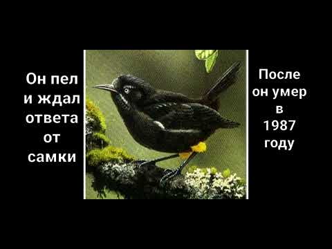 Видео: Последняя песня самца чешуегорлого мохо 😢😢🎶🎶