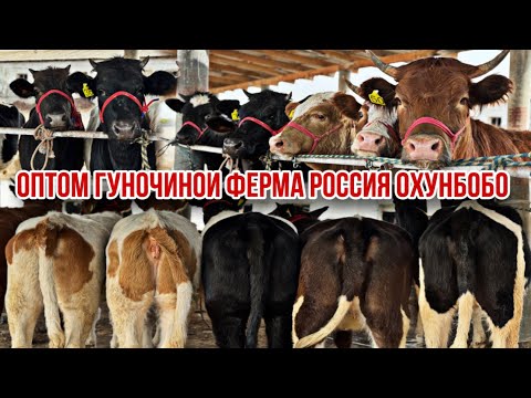 Видео: Гуночино аз фермаи Охунбобо сифат ба гап нест 3 ноября 2025 г.