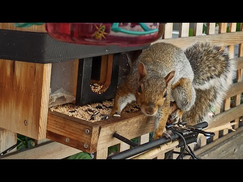 Видео: 📺Пані Годівниця онлайн 🐿️❤️🐦 | Bird feeding online cam