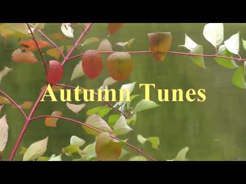 Видео: Гатчина и осенние клавиши1