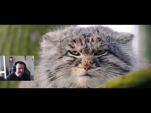 Видео: Доделываем квестики и готовимся к финальному бою главы + фарм (Куртка от Юдашкина наша🤩)