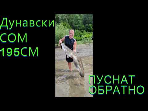Видео: Catfish 195sm / Риболов на кльонк ! Дунавски сом 195 см!