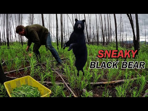 Видео: Неожиданный гость во время сбора дикого кипрея в Юконе