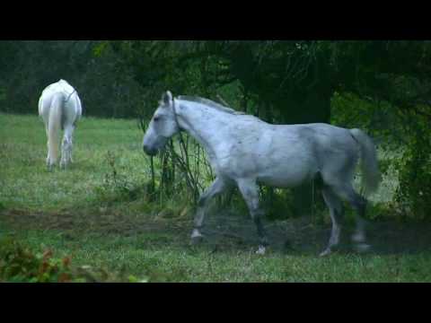 Видео: Ой, цветет калина в поле у ручья. Русская народная песня.