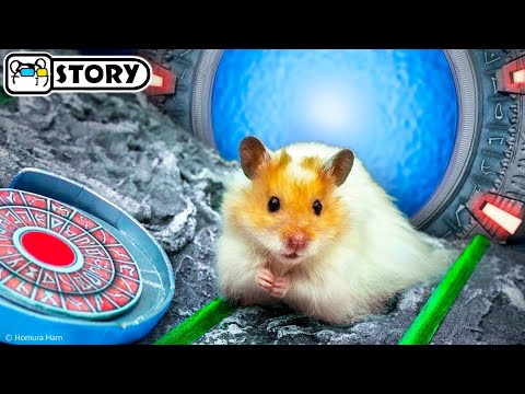 Видео: 🐹 Хомяк сбегает из Тюремного лабиринта в Звездных Вратах 🐹 Хомура Хам Питомцы