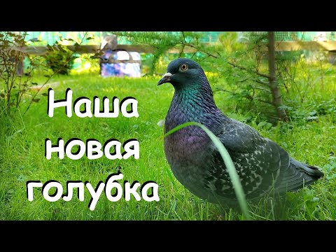 Видео: АНАСТАСИЯ. Голубка Василиса и наш парк голубиного периода