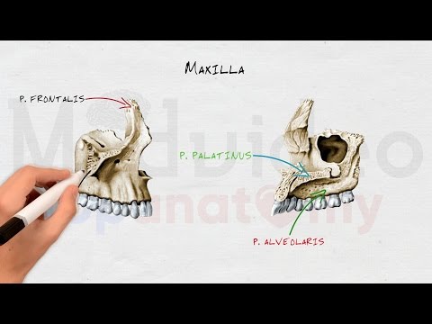 Видео: Череп #4: Верхняя челюсть