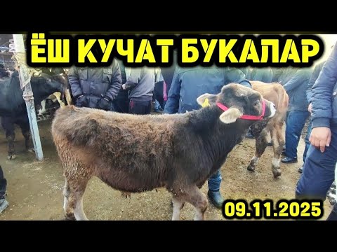 Видео: 9- НОЯБР ЁШ ВА БОКМА БУКАЛАР НАРХЛАРИ АН КУРГОНТЕПА 2025