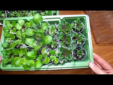 Видео: Как правильно и когда поливать детки в теплице.