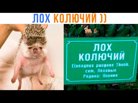 Видео: ЛОХ КОЛЮЧИЙ ))) Приколы | Мемозг 1428