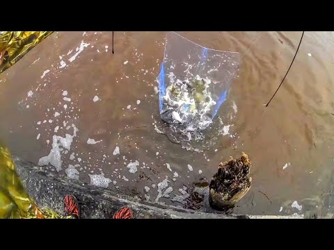 Видео: Мы в шоке, паук не можем поднять, он полный рыбы!