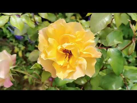 Видео: Мои любимые розы. 