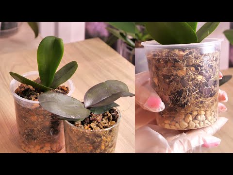 Видео: Орхидеи ДАЧНИЦЫ в РАБОТЕ. Миксовка ВКУСНОГО грунта и ПЕРЕСАДКА.