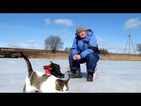 Видео: Безмотылка Плотва Хвостатые друзья