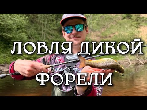 Видео: ДИКАЯ ФОРЕЛЬ! Ловим форель и хариуса на маготов в Тверской области!