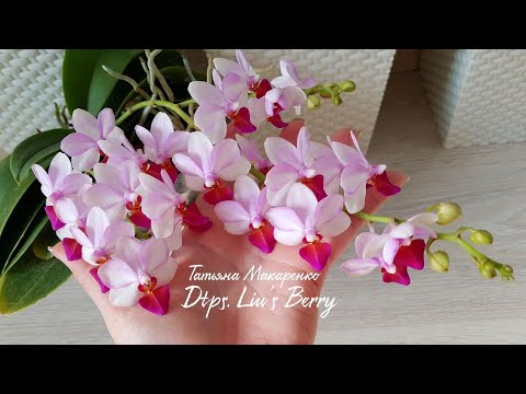 Видео: ОБИЛЬНОЕ ШИКАРНОЕ цветение моих ОРХИДЕИ про УДОБРЕНИЕ orchids орхидея orchid фаленопсис phalaenopsis