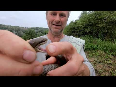 Видео: Медянка, веретеница и водяной уж.