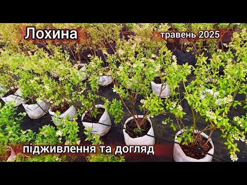 Видео: Лохина весна 2025! Підживлення та догляд