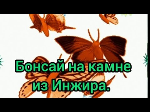 Видео: Бонсай на камне из Инжира.