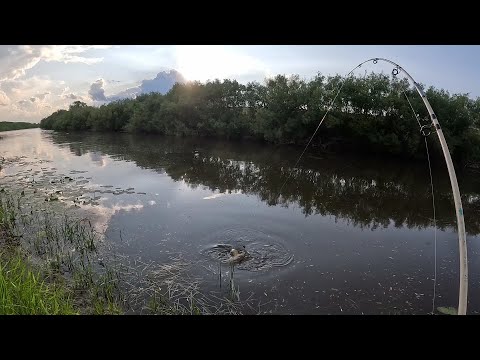 Видео: ЭТИ КАБАНЫ КЛЮЮТ И СРАЗУ ТЯНУТ В КОРЯЖНИК!!! ПОСТАВИЛ РАКОЛОВКИ И НАЛОВИЛ САЗАНОВ НА ЖМЫХ...