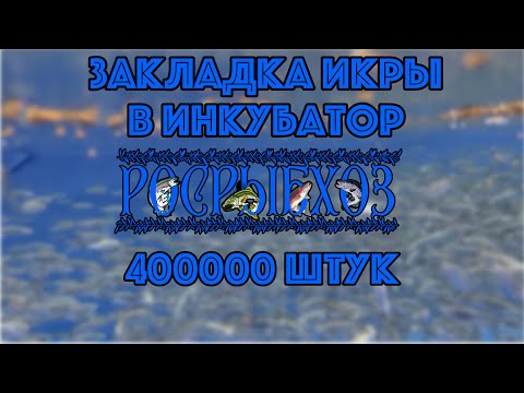 Видео: Прием Датской икры 400000. Закладка икры в инкубатор.