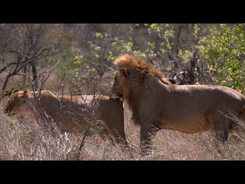 Видео: Отколовшийся львиный прайд отправляется к звездам!