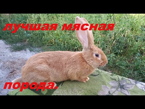 Видео: Новые кролики ризен.