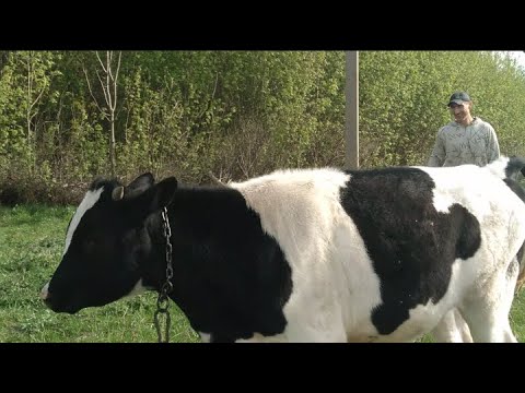 Видео: Обработали коров//Собрали детскую мебель//Навестили бабушку