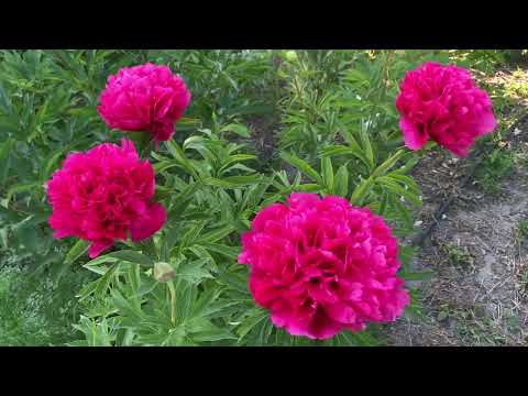Видео: Пион "Topeka Coral"