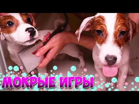 Видео: Мокрые игры 🛀 ЛОКИ БОБО принимает душ 🐾 Говорящая собака  🐾 23 серия