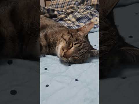 Видео: Вот такие дела 
