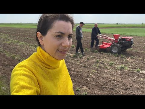 Видео: Після дт75 і Джон Діра на мотоблок💥💥💥 Кентавр. Рівненщина!